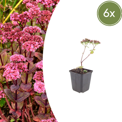 Sedum 'Matrona' - Hemelsleutel - ↕10-25cm - Ø9cm - 6x