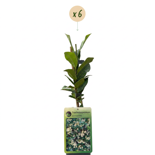 Trachelospermum jasminoides - Sterjasmijn 6x - Wit - Klimplant - Ø9cm - ↕35cm
