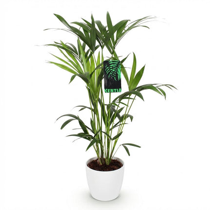 Howea Forsteriana - Palma Kentia - con vaso bianco - ↕80-85cm - Ø19cm