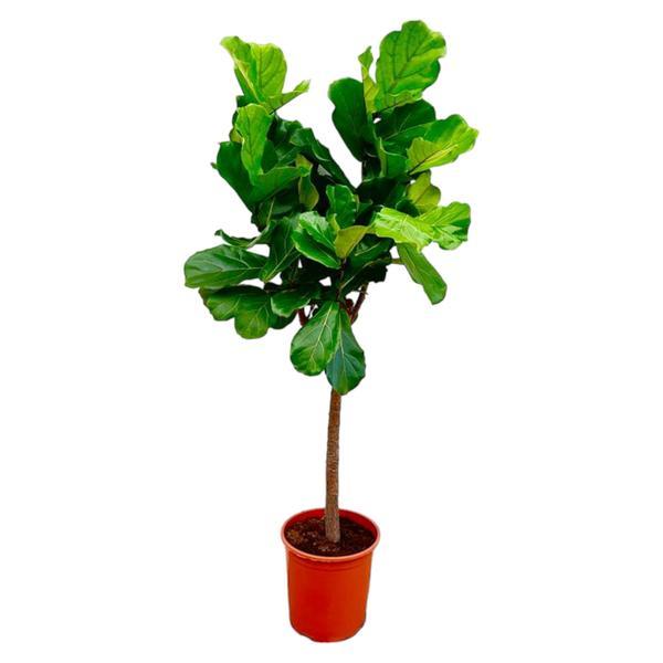Albero di Ficus Lyrata - ↕160cm - Ø27cm
