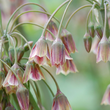 60x Allium Siculum - Bloembollen - Siciliaanse honing knoflook - Rood - Zomerbloeier - Bolmaat 8/10