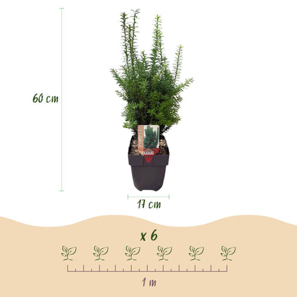 Hedge plants - Taxus media Hilii - green foliage - 6 plants - 1 linear meter - evergreen - 17cm pot height 60cm