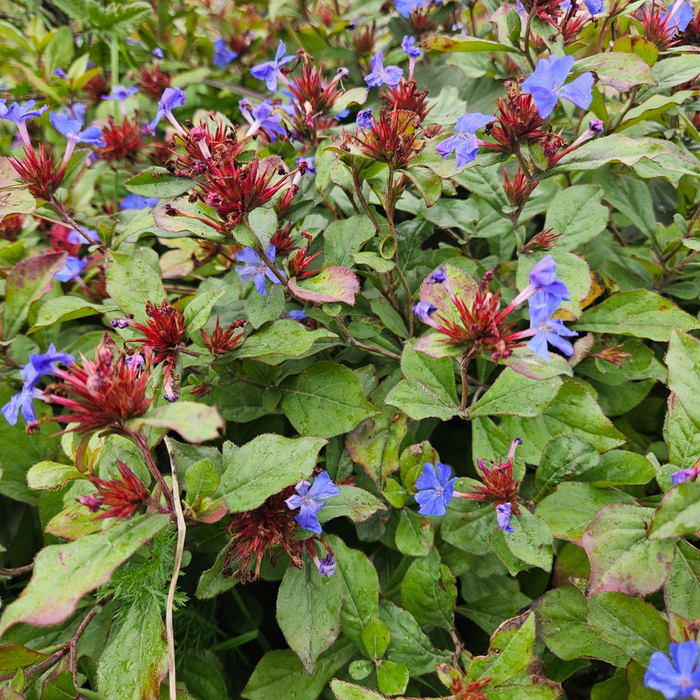 Ceratostigma – 6 Pluggen | Zelf Kweken & Genieten van een Kleurrijke Najaarstuin!