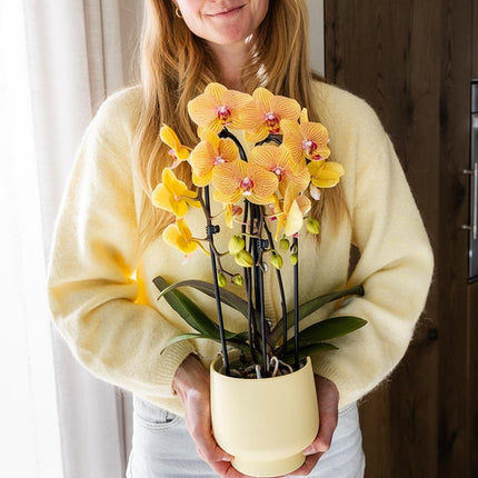 Kolibri Orchids | Combi Deal - 2 Oranje-Roze Phalaenopsis Orchideeën Niagara Fall Sunny Bunny - Ø12 cm