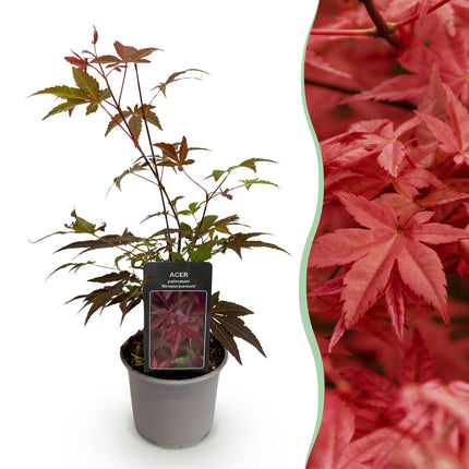 Japanse Esdoorn - Acer Palmatum Atropurpureum - Paars - ↕35cm - Ø12cm