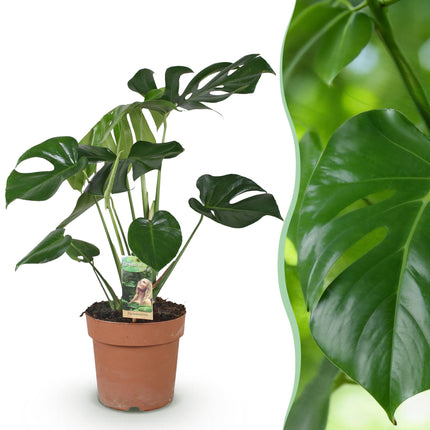 Monstera Deliciosa - Planta de hoyo - ↕70-80cm - Ø21cm