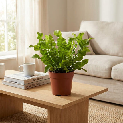 Asplenium Crispy Wave - Asplenium Crispy Wave - Pot 12cm - Hoogte - 30cm