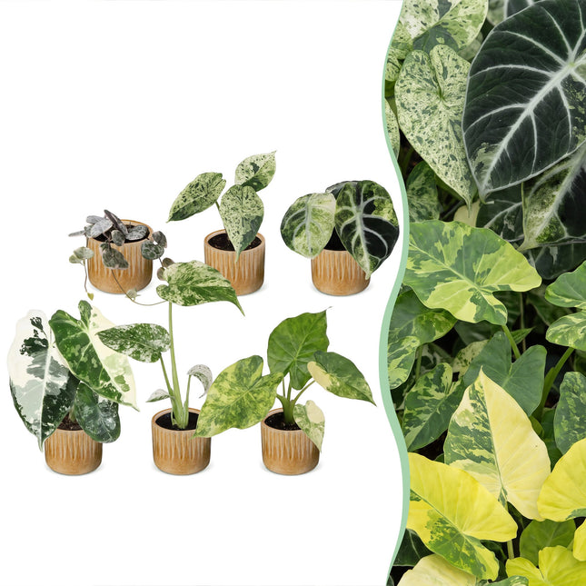Baby Planten Variegata Mix - Diversen 6x - Tropisch - incl. Linnea Honey - Ø6cm - ↕10-15cm