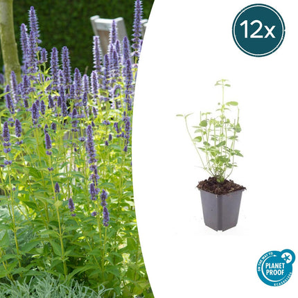 Agastache 'Black Adder' - Pianta di liquirizia - ↕10-25cm - Ø9cm - 12x
