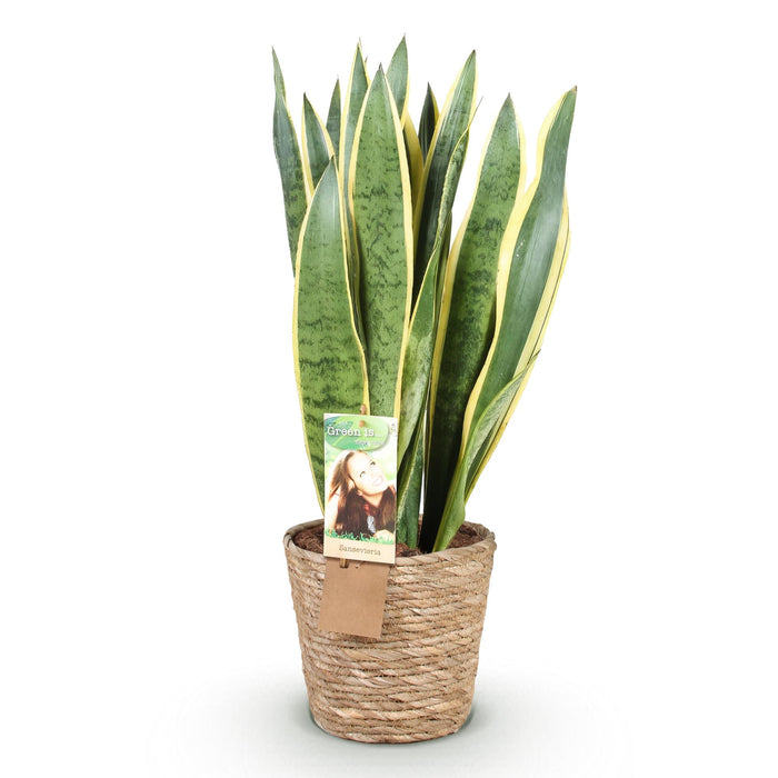 Sansevieria Laurentii - Vrouwentong - met mand - ↕70-80cm - Ø21cm