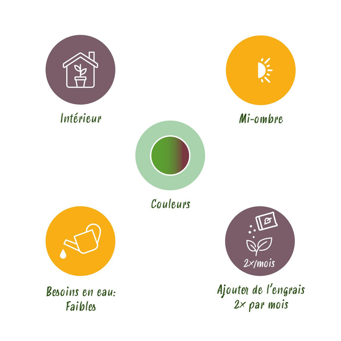 Dracaena Marginata Bicolor - Drakenbloedboom - ↕70-75cm - Ø17cm - 2x