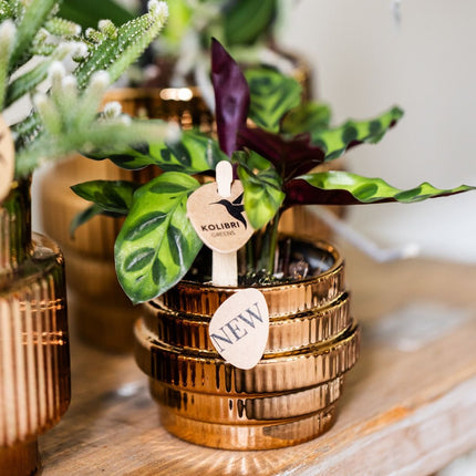 Kolibri Orchids | Plantenset Allure Shiny Brons - Paarse Phalaenopsis Orchidee Mineral Morelia, Succulent & Calathea Makoyana