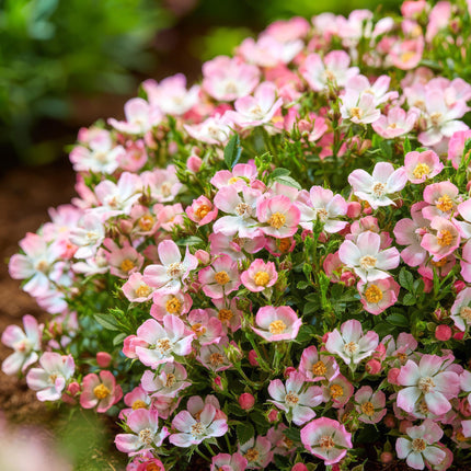 Rosa Cutie Pie - Rose - Hårdfør - Lyserød - 3 planter - 12 cm potte - Højde 20-25 cm