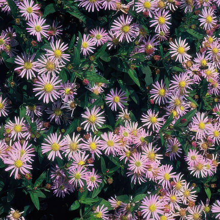 Aster ageratoides 'Asran' - ↕10-25cm - Ø9cm - 24x