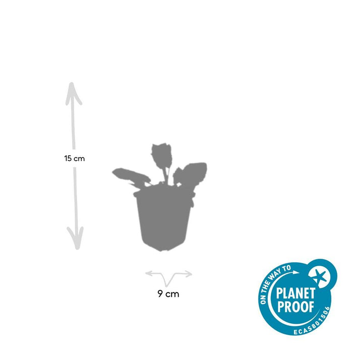 Salvia nemorosa 'Mainacht' - Bossalie - ↕10-25cm - Ø9cm - 6x