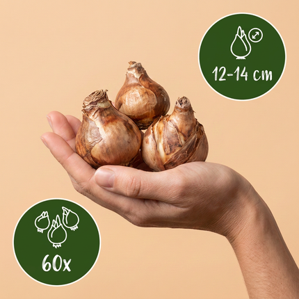 60x Narcissus Carlton - Bloembollen - Gele narcis - Geel - Voorjaarsbloeier - Bolmaat 12/14