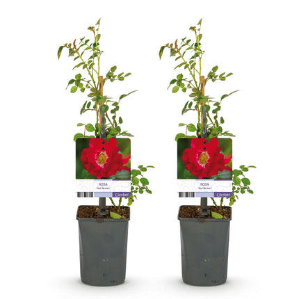 Climbing Rose - Rosa Red Queen - Red Flower - Low Maintenance - 2 Plants - 11cm Pot Height 40cm