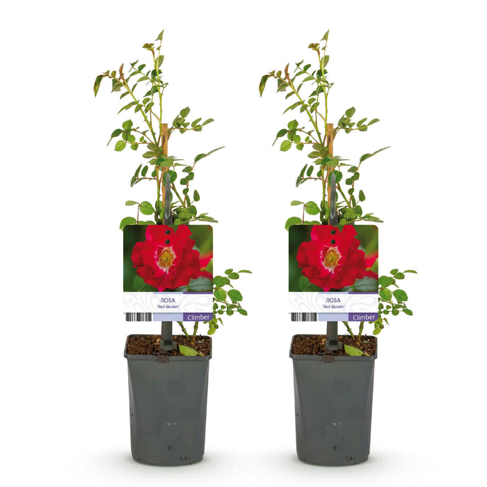 Klimroos - Rosa Red Queen - Bloem Rood - Weinig onderhoud - 2 planten - Pot 11cm Hoogte 40cm