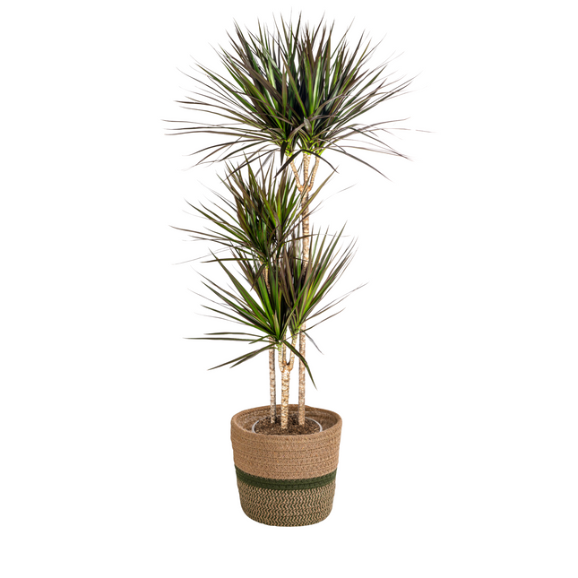 Dracaena Marginata Magenta met mand - ↕130-150cm - Ø24cm