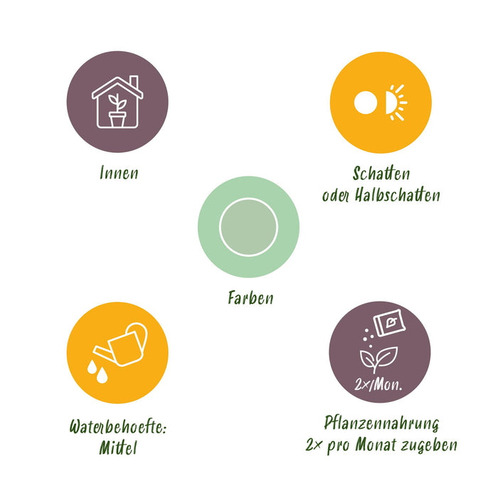Aglaonema Silver Bay - Zilverblad - ↕70-75cm - Ø17cm - 2x