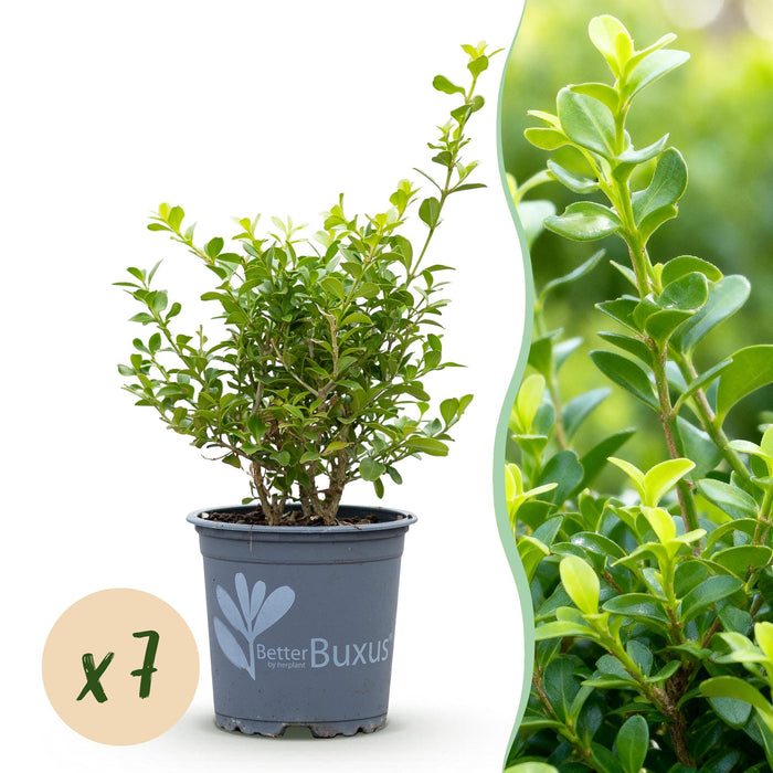Buxus Haag - BetterBuxus Babylon Beauty - Resistant tegen de Buxus Schimmel - 1 strekkende meter - ↕25-30cm - Ø10,5cm - 7x