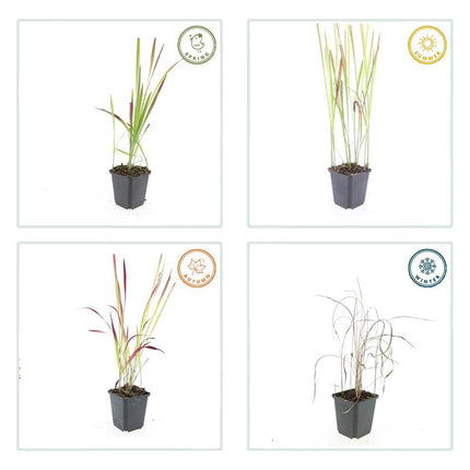 Imperata Cylindrica 'Red Baron' - Erba sanguigna giapponese - ↕10-25cm - Ø9cm - 24x