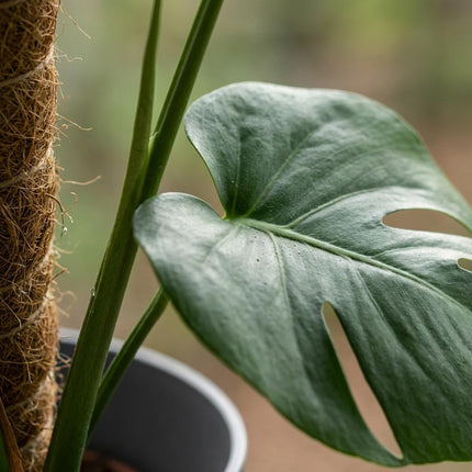 Monstera Deliciosa sur tuteur en mousse - Plante à trous - avec pot gris - ↕90cm - Ø19cm