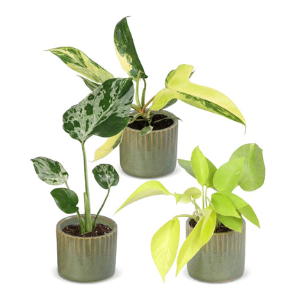 Baby Planten Tropical Mix - Diversen 3x - Tropisch - incl. Linnea Olive - Ø6cm - ↕10-15cm