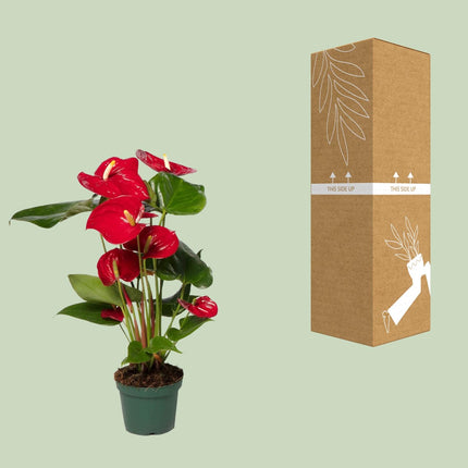 Anthurium Rød - ↕40cm - Ø12cm