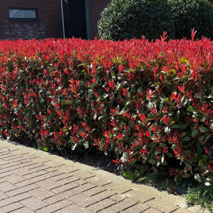 Photinia fraseri Carre Rouge - green red - 1 linear meter - ↕55cm - Ø17cm - 6x