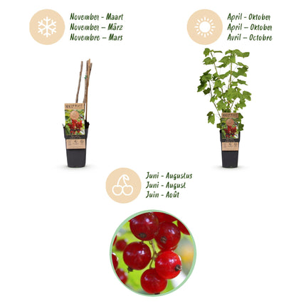 Ribes rubrum Jonkheer van Tets - Planta de bayas - Resistente - Grosella roja - 2 plantas - Maceta de 15 cm - Altura 50 cm