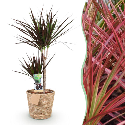 Dracaena Magenta - Dragon Blood Tree - with basket - ↕90-100cm - Ø21cm