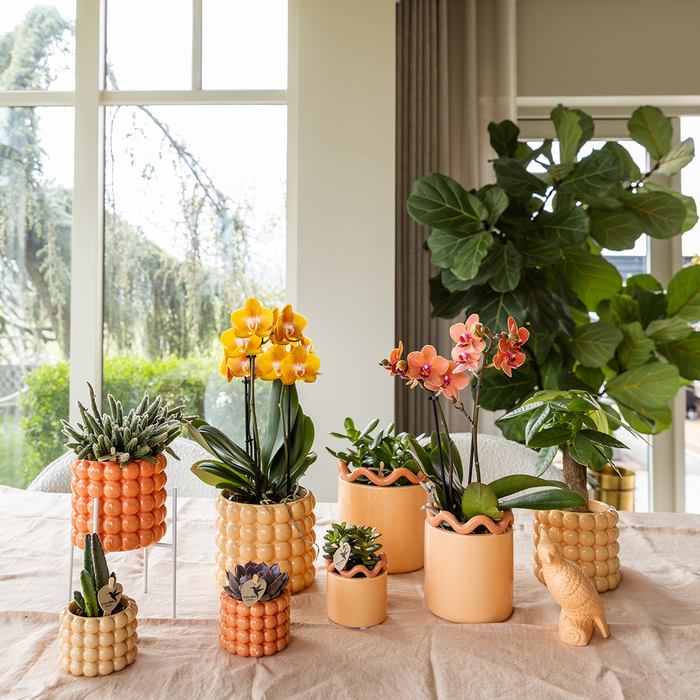 Kolibri Orchids | Las Vegas orchidee oranje/geel + Poppy Peach sierpot – potmaat Ø12cm | bloeiende kamerplant – vers van de kweker