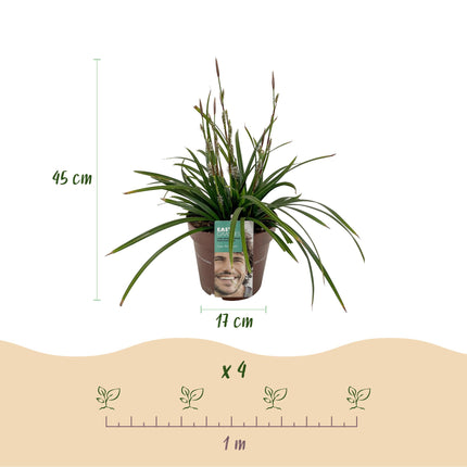 Carex morrowii Irish Green - Junco - Verde y amarillo - ↕50cm - Ø17cm