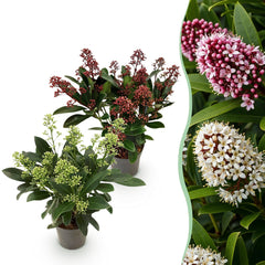 Collection image for: Skimmia Japonica