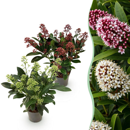 Skimmia Japonica Duo - Bloem Wit & Rood - 10+ Bloemen - ↕25cm - Ø10,5cm - 2x