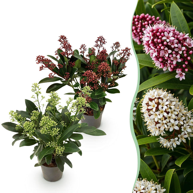 Skimmia Japonica Duo – Weiß &amp; Rot – 10+ Blüten – ↕25 cm – Ø10,5 cm – 2x