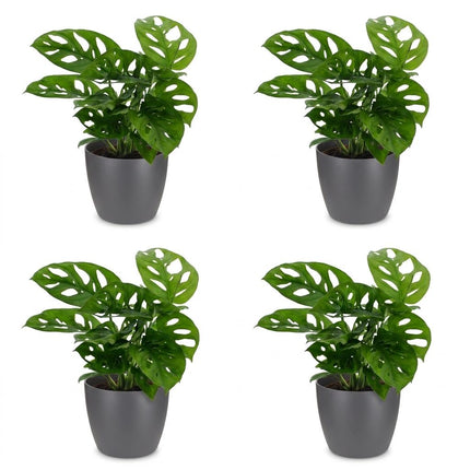 Monstera Adansonii - Rhaphidophora Tetrasperma - 4x - met Potter Grijs - Pot 12cm - Hoogte 25cm