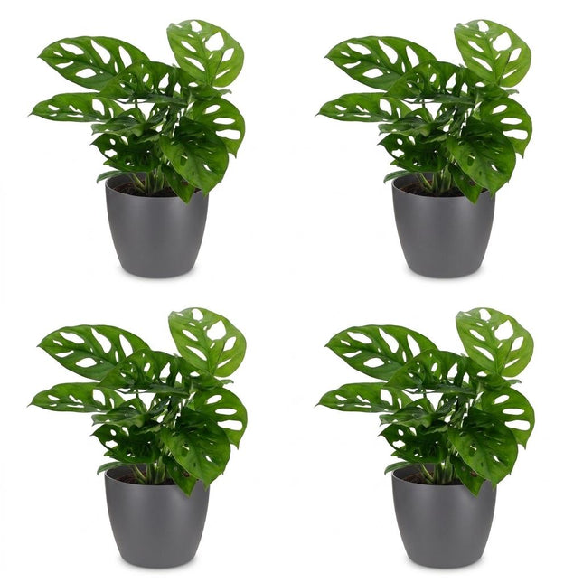 Monstera Adansonii - Rhaphidophora Tetrasperma - 4x - z szarym garnkiem - doniczka 12cm - wysokość 25cm