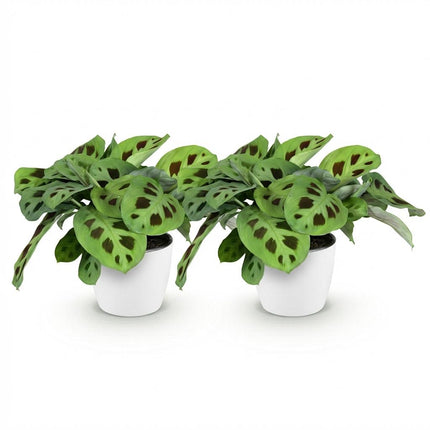 Maranta Fascinator Kerchoveana - Zebra plant - with white plant pots - ↕25cm - Ø12cm - 2x