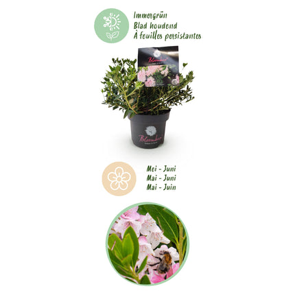 Dwerg Rhododendron - Rhododendron Bloombux Light Pink - Bloeiende Buxus - Licht Roze Bloem - ↕30-40cm - Ø17cm
