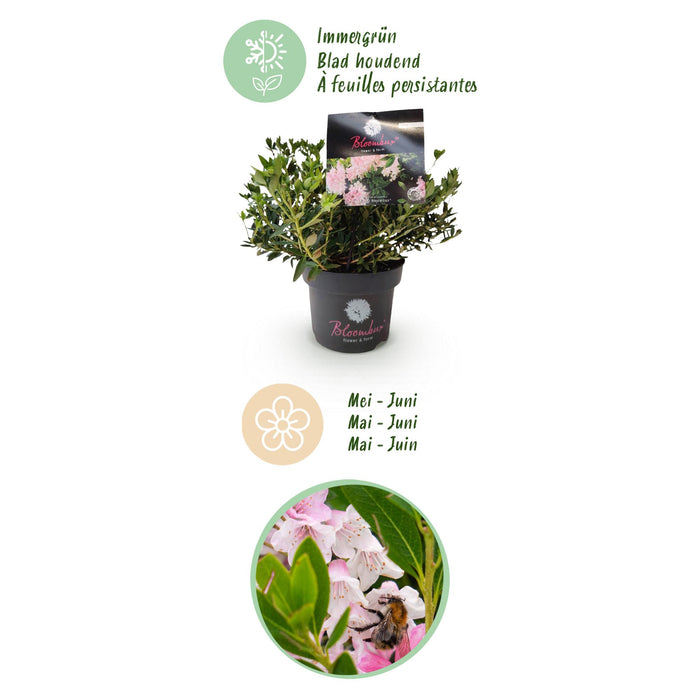 Dwerg Rhododendron - Rhododendron Bloombux Light Pink - Bloeiende Buxus - Weinig Onderhoud - Licht Roze Bloem - 1 Plant - Pot 17cm - Hoogte 30-40cm
