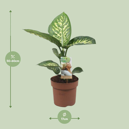 Dieffenbachia Tropic Snow - ↕60cm - Ø17cm