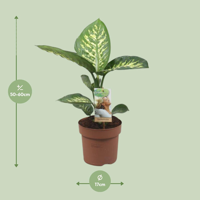 Dieffenbachia Tropic Snow - ↕60cm - Ø17cm