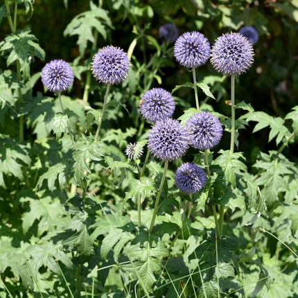 Kugletidsel - Echinops ritro - ↕10-25cm - Ø9cm - 12x