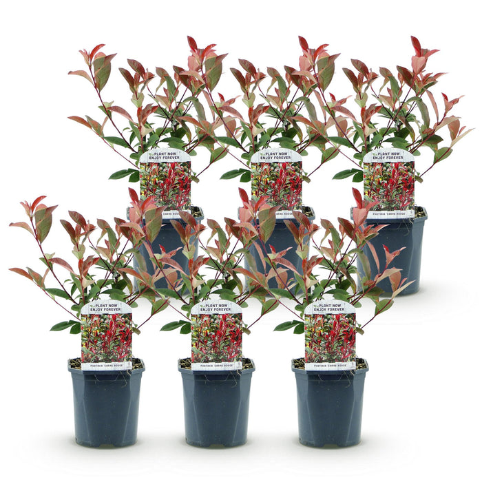 Photinia fraseri Carre Rouge - groen rood  - 1 strekkende meter - ↕55cm - Ø17cm - 6x