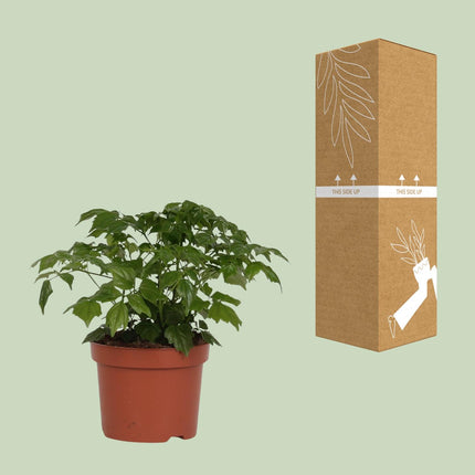 Radermachera Sinica - Ø12cm - ↕27cm