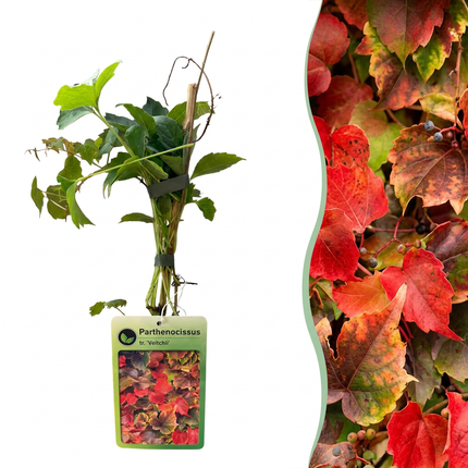 Parthenocissus tr. 'Veitchii Boskoop' - Wilde wingerd 4x - Geel - Groen - Klimplant - Ø9cm - ↕35cm