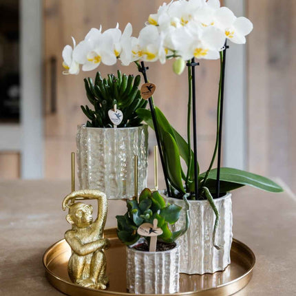 Kolibri Home | Oyster sierpot - Ø6cm