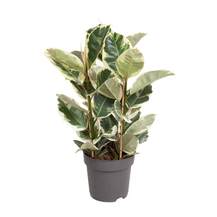 Ficus Elastica Tineke - ↕100cm - Ø27cm